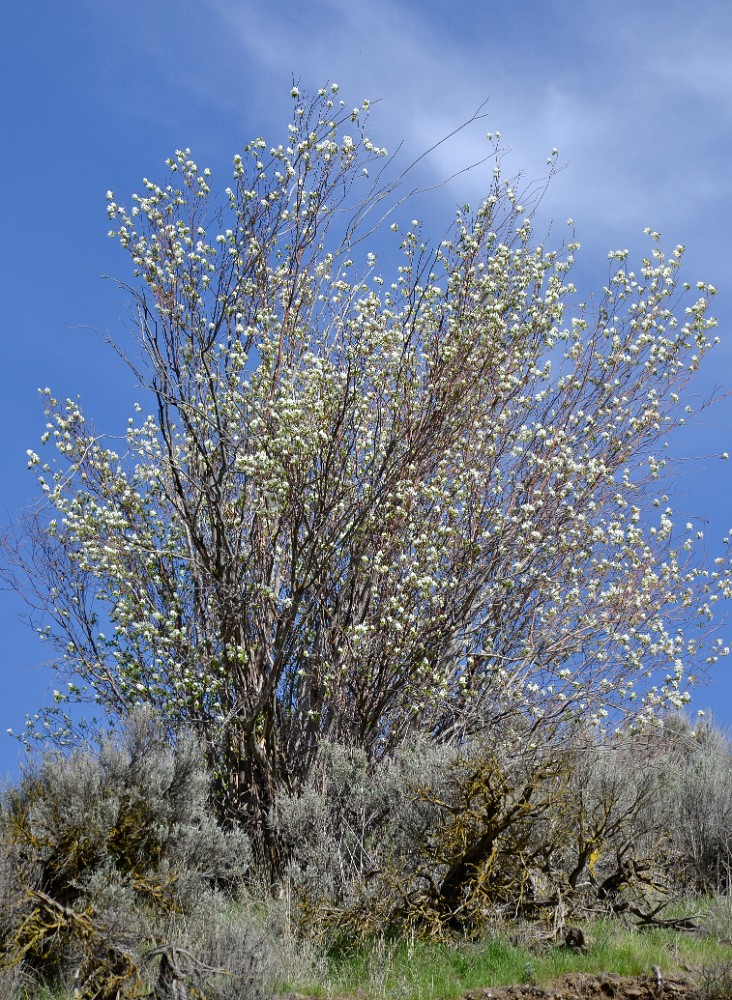 Amelanchier-alnifolia Western-serviceberry 2