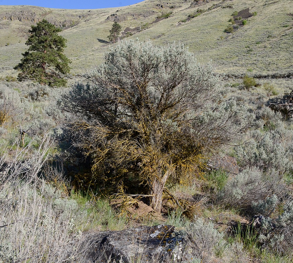 Artemisia-tridentata Big-sagebrush 1