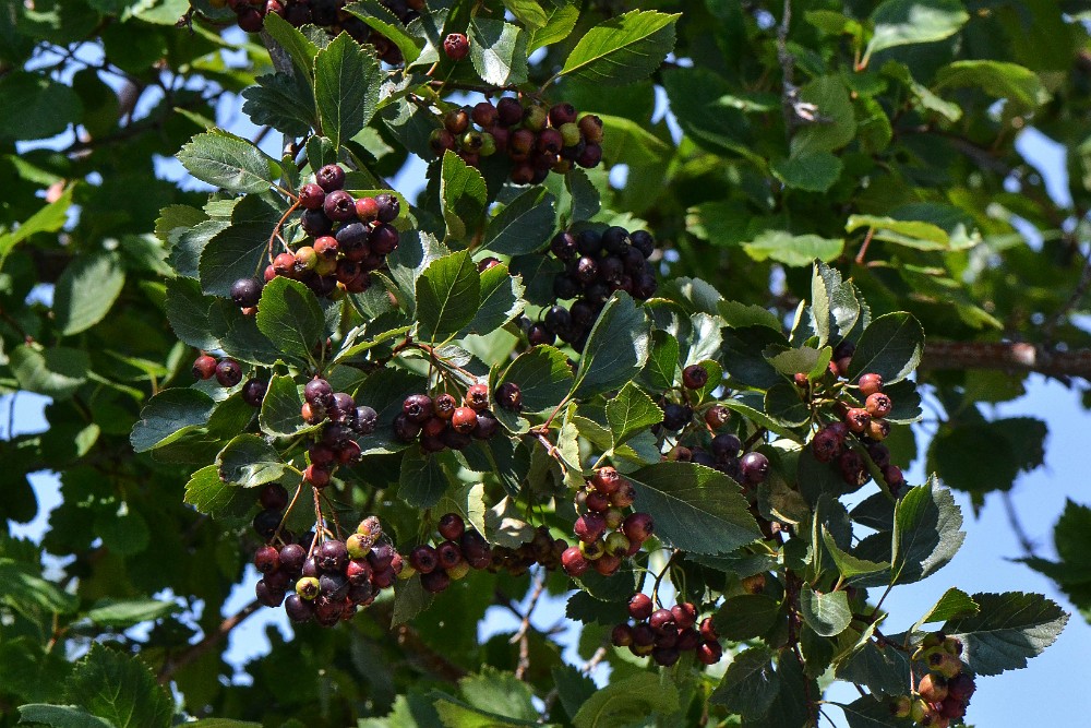 Black hawthorn berries