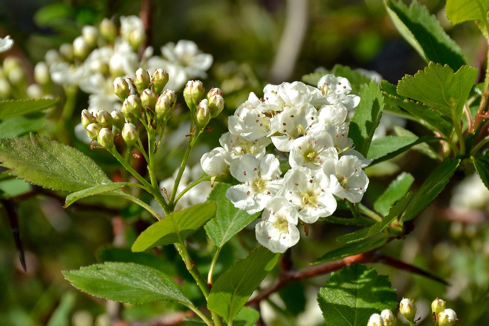 Black hawthorn