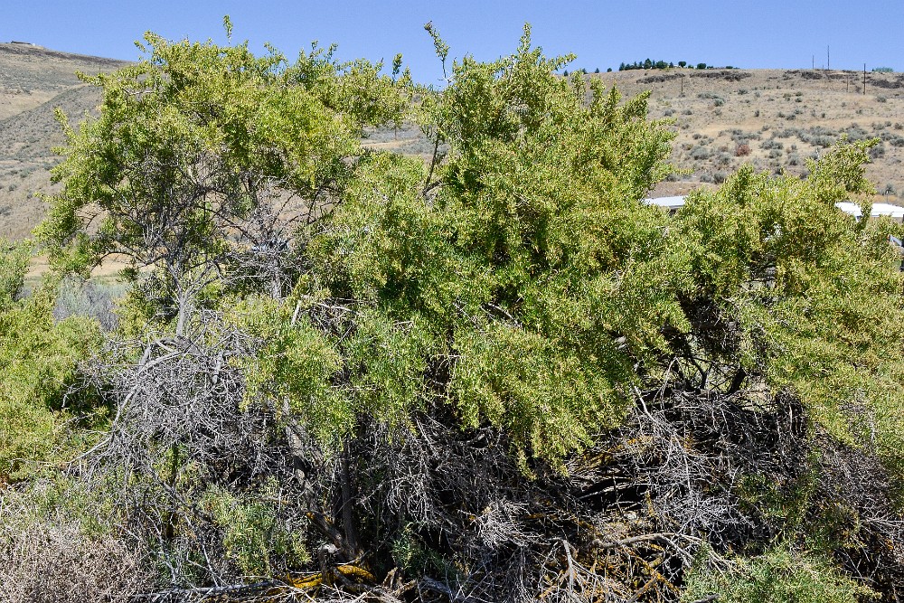 Four-wing Salt Bush-Atriplex canescens (2)