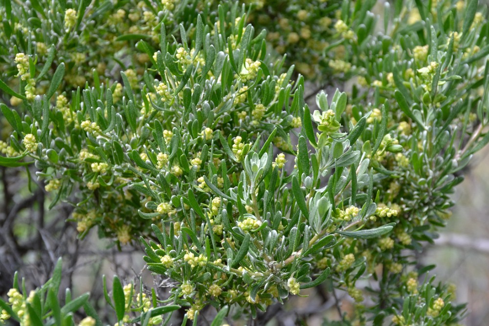 Grayia-spinosa Spiny hopsage-male-plant