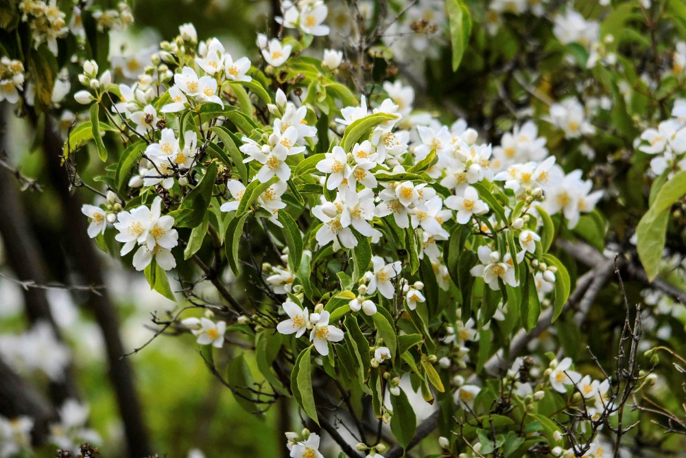 Philadelphus-lewisii Mock-orange