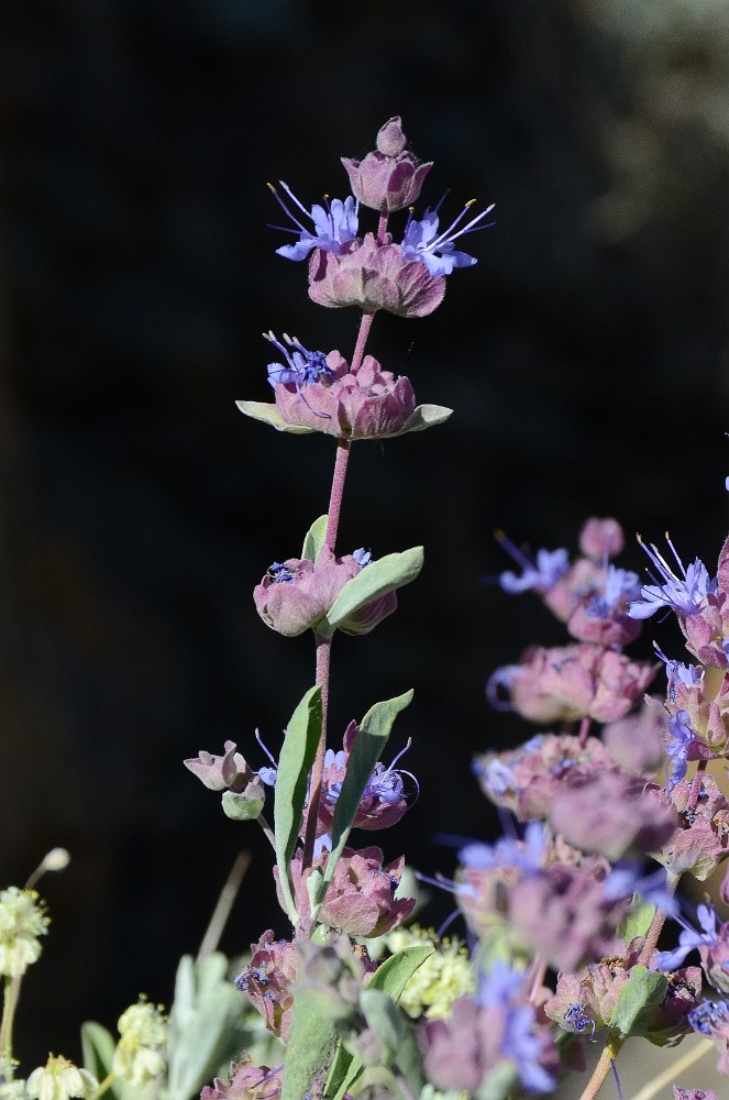 Purple sage (2)