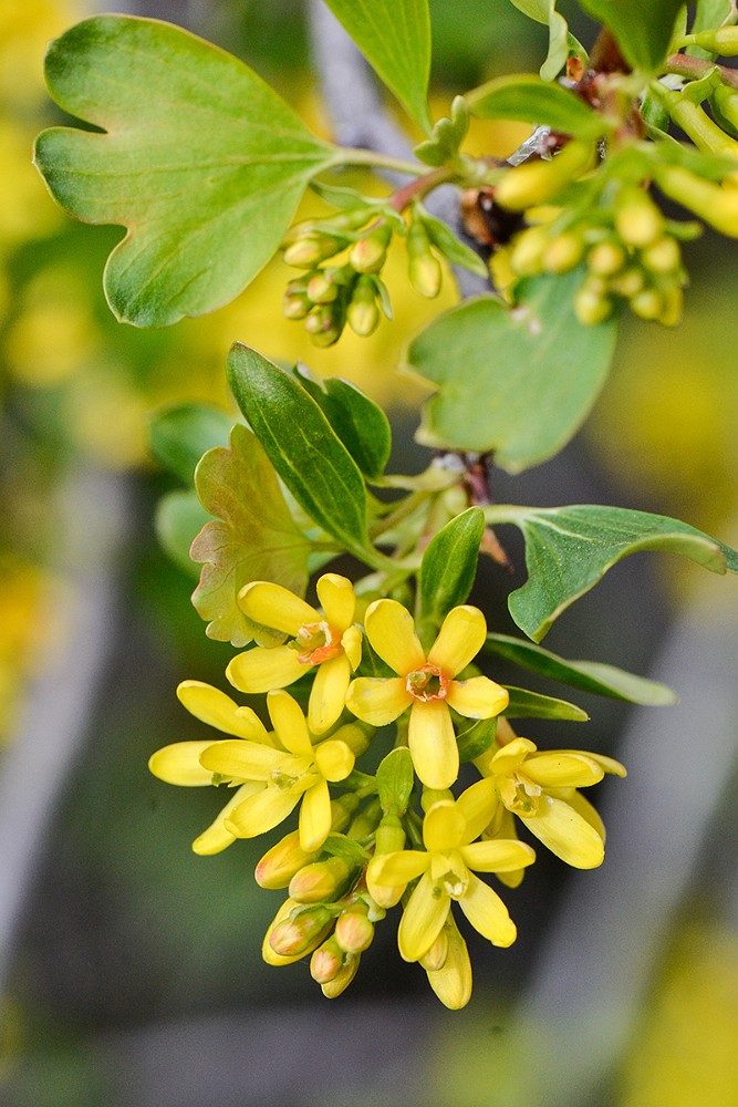 Ribes-aureum Golden currant 2