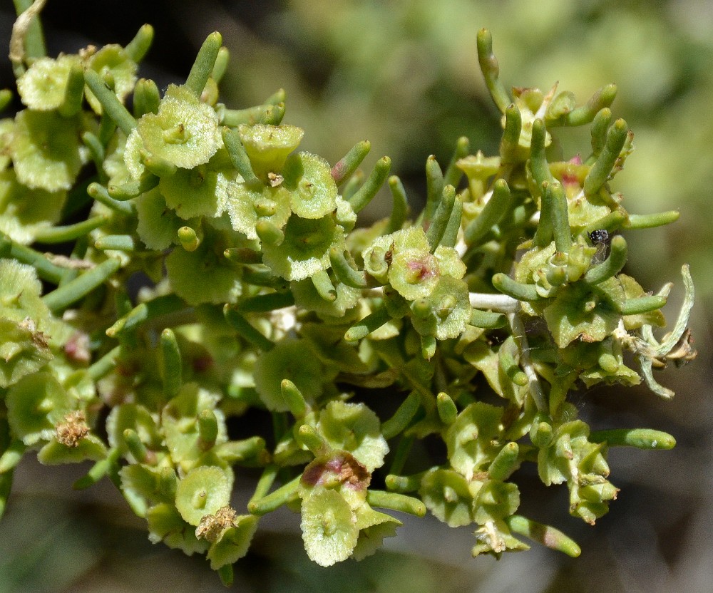 Sarcobatus-vermiculatus greasewood 5