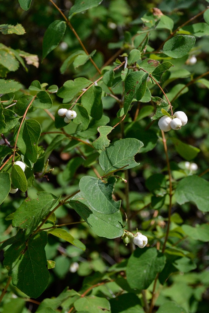 Symphoricarpos-albus Common-snowberry 3