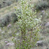 Amelanchier alnifolia - Western serviceberry1
