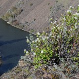 Amelanchier alnifolia - Western serviceberry3