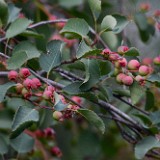 Amelanchier alnifolia - Western serviceberry5