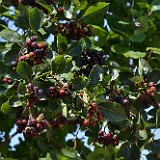 Black hawthorn berries