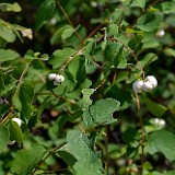 Common snowberry1