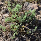 Scabland sagebrush - Artemisia rigida