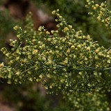 Wild Tarragon - Artemisia dracunculus