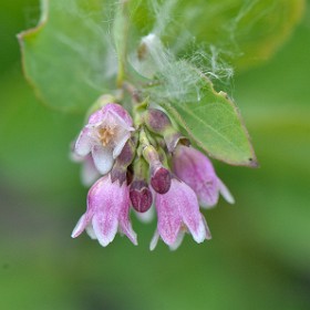 Trees and Shrubs - Common Name