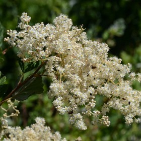 Trees and Shrubs - Scientific Name