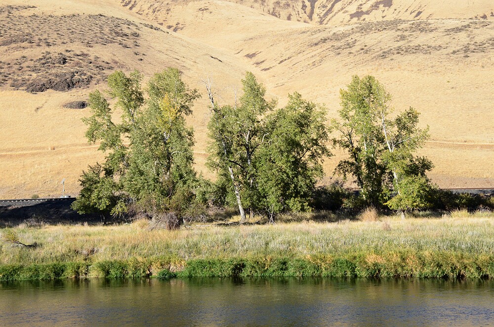 Black-cottonwood Populus-trichocarpa 3