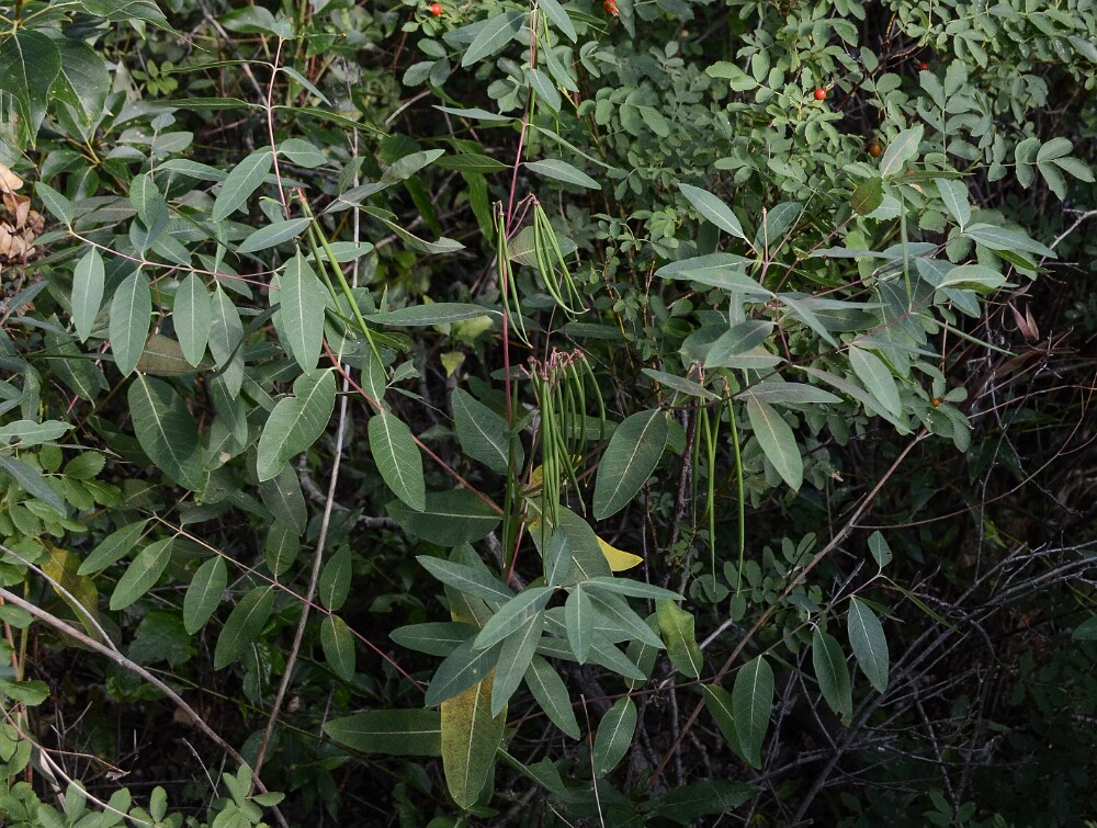 Indian-hemp-Apocynum-cannabinum-1