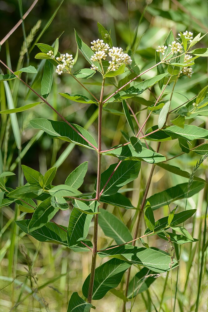 Indian-hemp-Apocynum-cannabinum