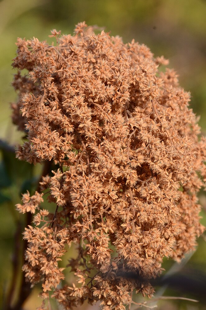 Ocean spray - Holodiscus discolor-5