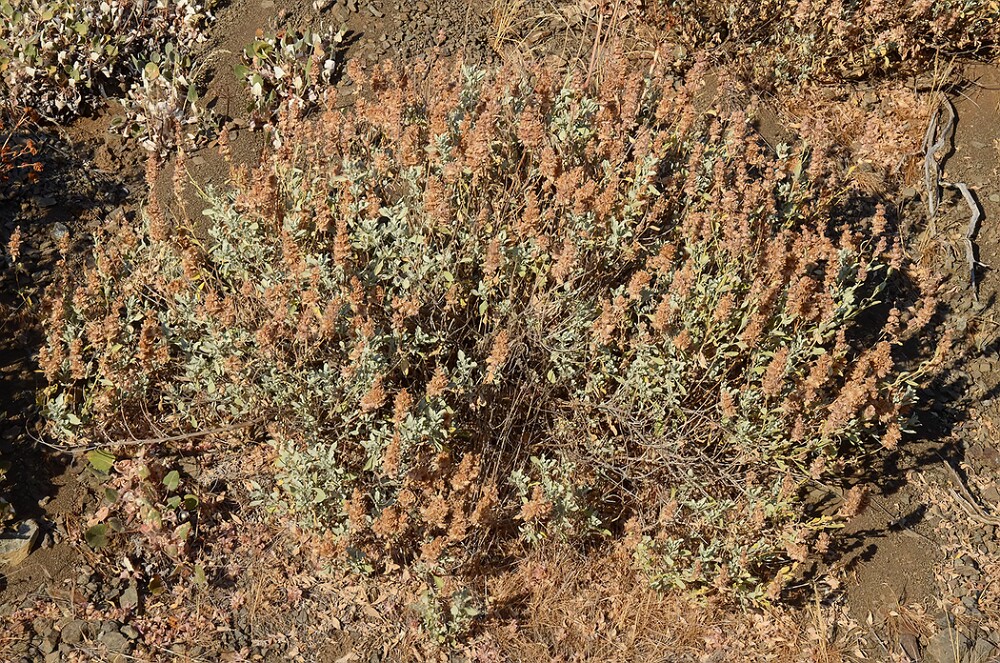 Purple-sage-Salvia-dorrii
