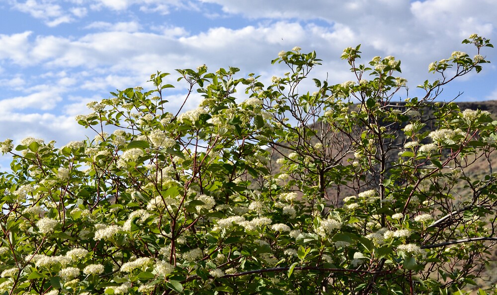 Red-osier-dogwood Cornus-stolonifera-3