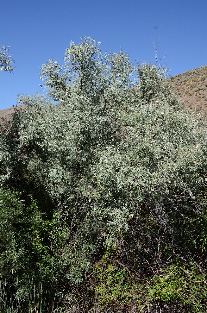 Russian-olive-Elaeagnus-angustifolia