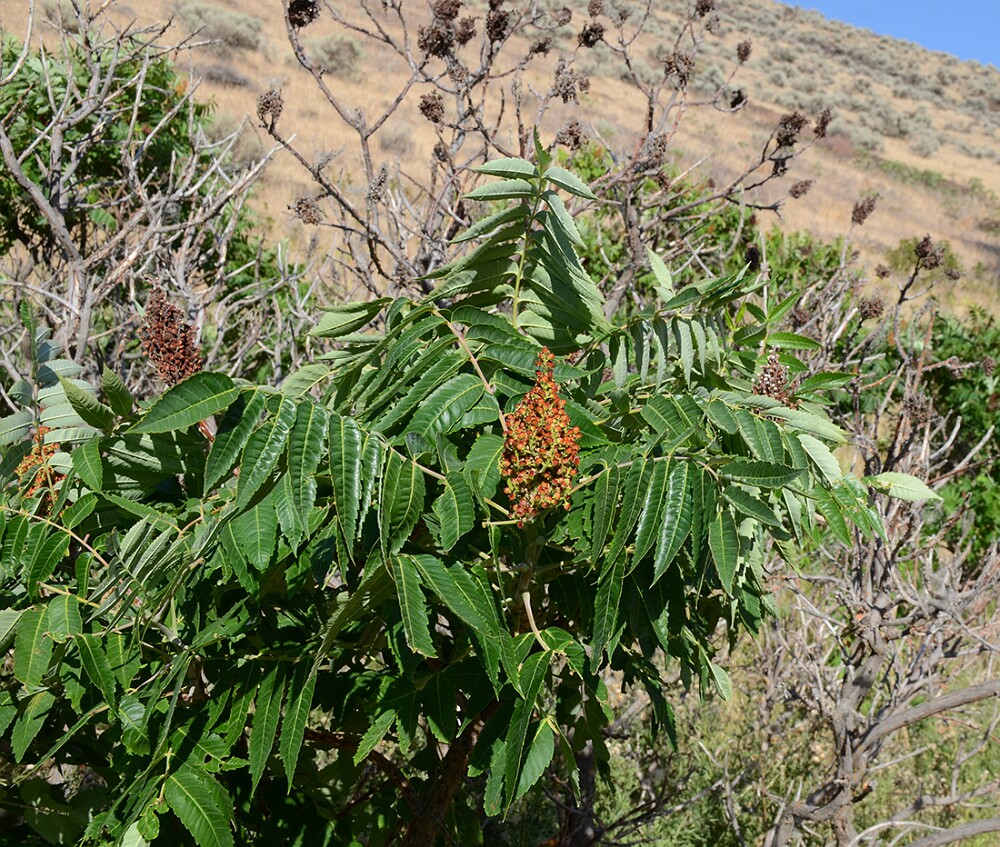 Smooth-sumac-Rhus-glabra