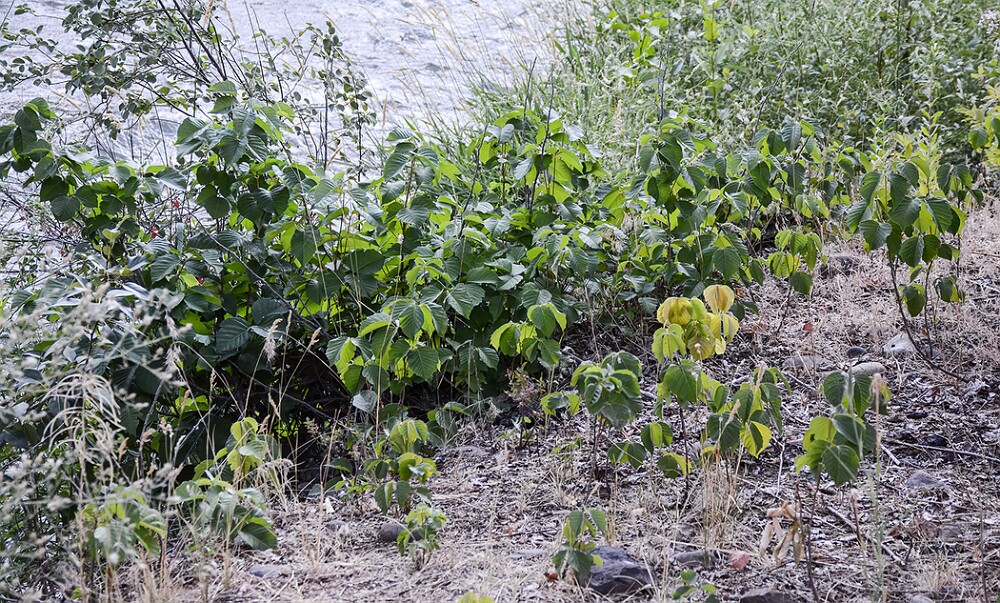 Western-poison-ivy-Toxicodendron radicans-var.-rydbergii-1