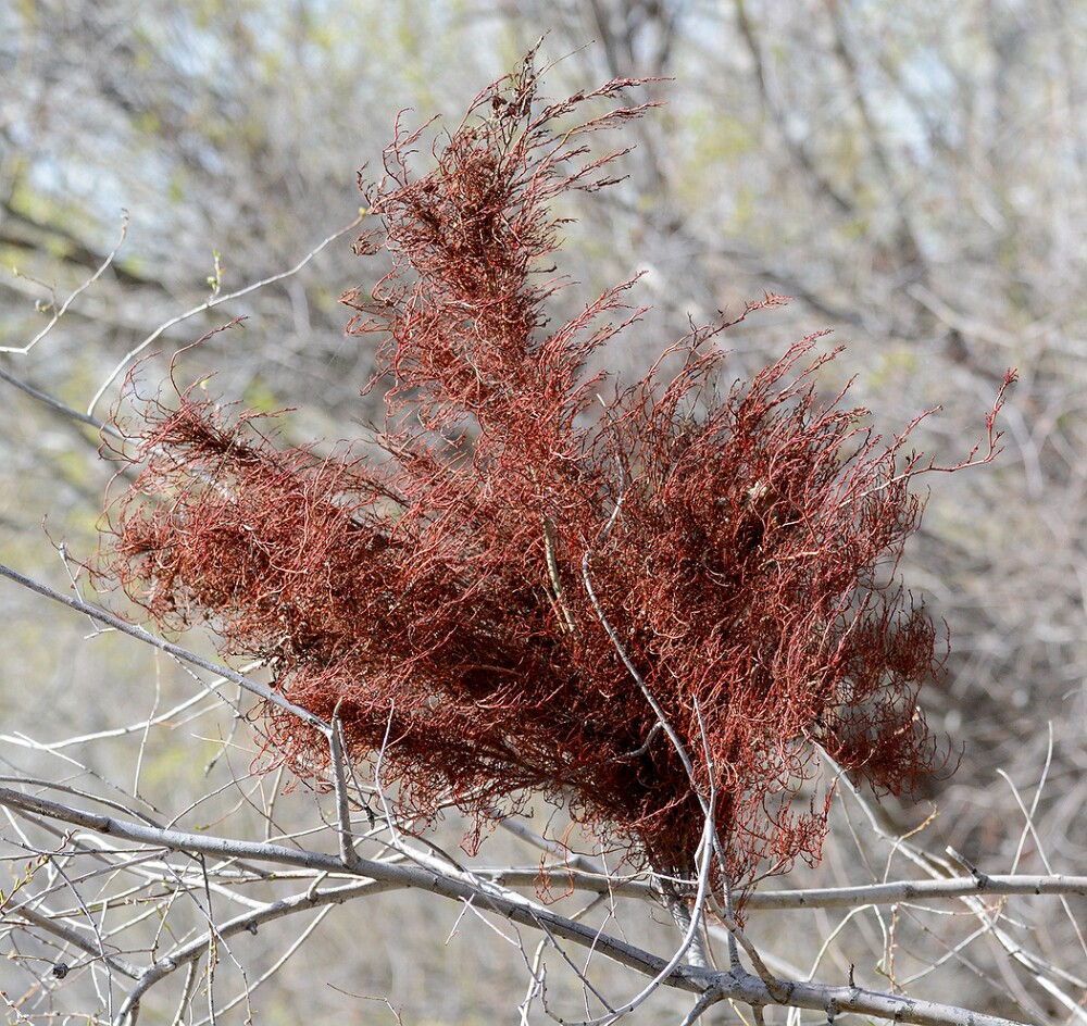 Witches' broom on Willow (3)