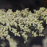 Big-sagebrush-Artemisia-tridentata