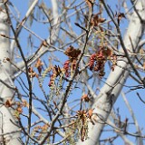 Black-cottonwood-Populus-trichocarpa