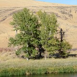 Black-cottonwood Populus-trichocarpa 2
