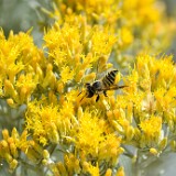Common-rabbit-brush-Ericameria-nauseosa
