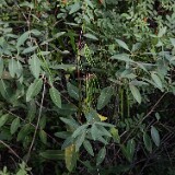 Indian-hemp-Apocynum-cannabinum-1