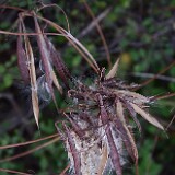 Indian-hemp-Apocynum-cannabinum-2