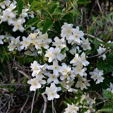 Mock-orange-Philadelphus-lewisii