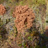 Ocean spray - Holodiscus discolor-4