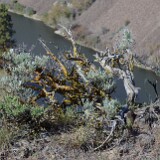 Scabland-sagebrush-Artemisia-rigida-4