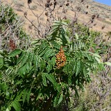Smooth-sumac-Rhus-glabra