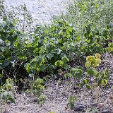 Western-poison-ivy-Toxicodendron radicans-var.-rydbergii-1