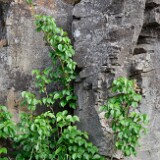 Western-poison-ivy-Toxicodendron radicans-var.-rydbergii