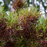 Witches' broom on Willow (2)