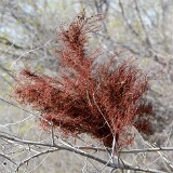 Witches' broom on Willow (3)