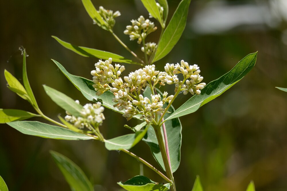 Apocynum-cannabinum Indian-hemp 4