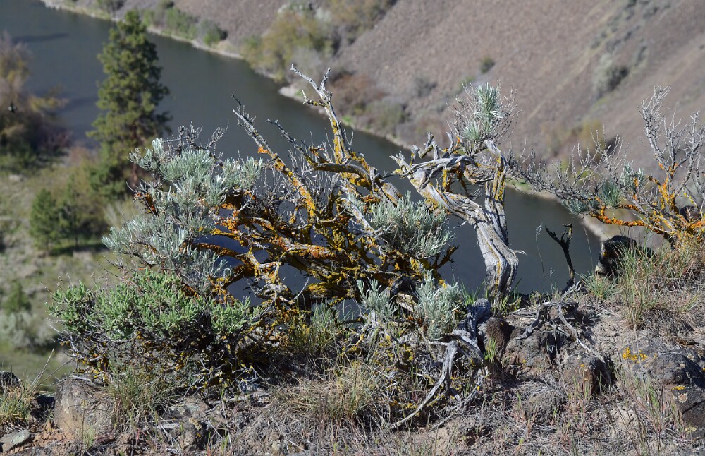 Artemisia-rigida-Scabland-sagebrush-4
