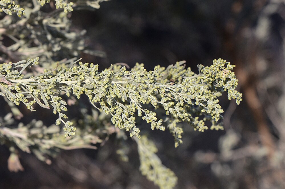 Artemisia-tridentata-Big sagebrush-3