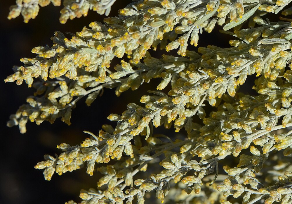 Artemisia-tridentata-Big-sagebrush-1