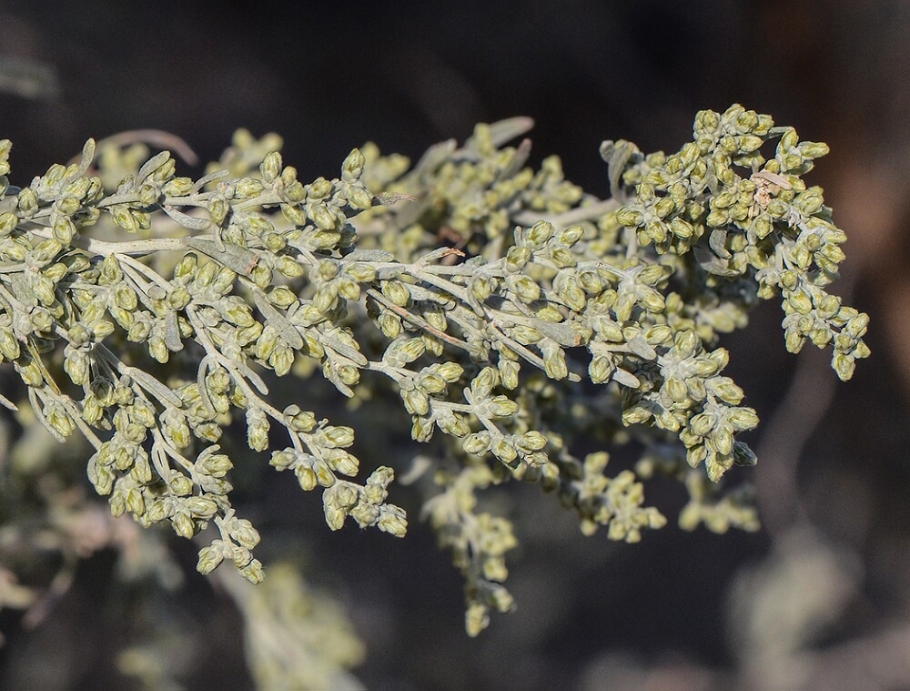 Artemisia-tridentata-Big-sagebrush