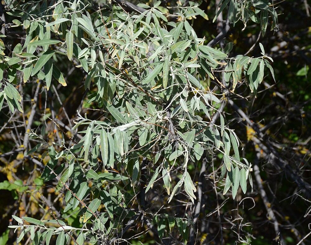 Elaeagnus-angustifolia-Russian-olive-1